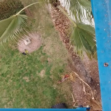 Tree Trimming and Removal