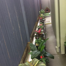 Side House Walkway