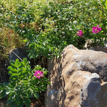 EDGECLIFF Prairie Home Genesis with Ecolawn