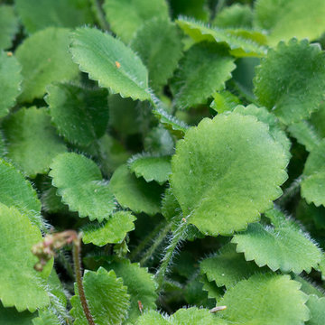 Great Plant Combinations