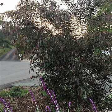 Drought tolerant Australian and CA native garden