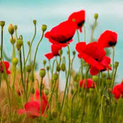 Kelly Schaffer's photo