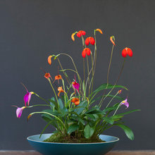 floral designs