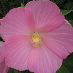 Native Plants - Products