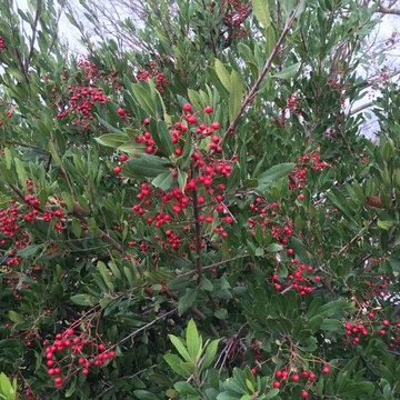California Native Plants