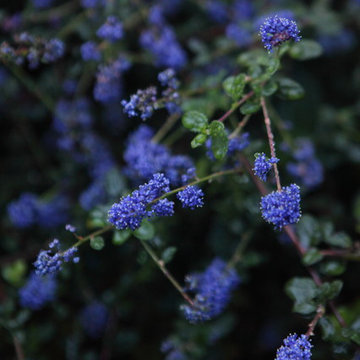 California Lilac