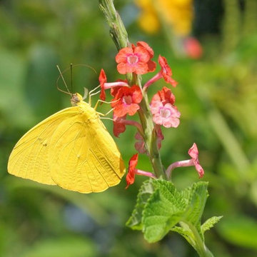 Certified Wildlife Habitat