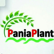 Pania plant's photo