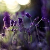 Foto di Lim Chew Foong