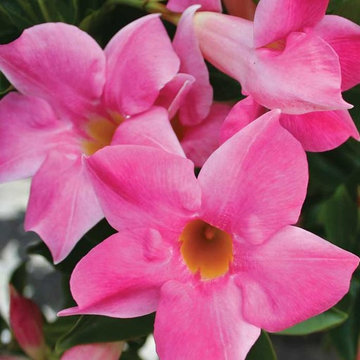 Mandevilla Vogue® ‘Vivian’ PPAF Mandevilla Vogue® 'Vivian' PPAF