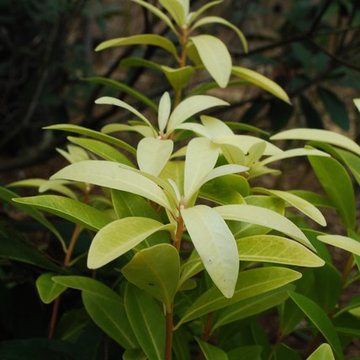 Illicium parviflorum 'Florida Sunshine'