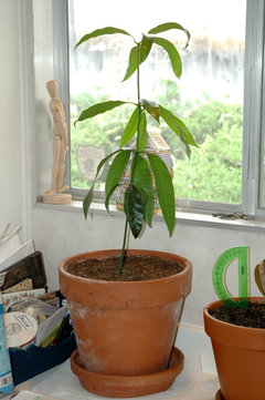 How to germinate a mango seed