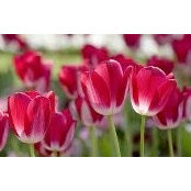Linda Davidson's photo