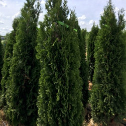 Bushes and Shrubs - Products