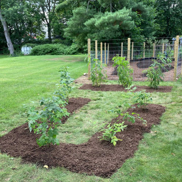 Raised beds with raspberries in the foreground, elderberries in the background