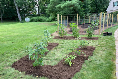 Raised beds with raspberries in the foreground, elderberries in the background