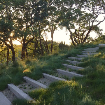 Healdsburg Vineyard
