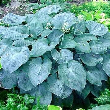 Blue Angel Hosta