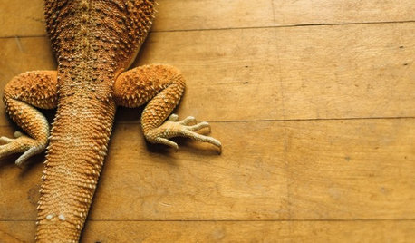 Pet’s Place: Goober the Lizard Conquers the Stairs