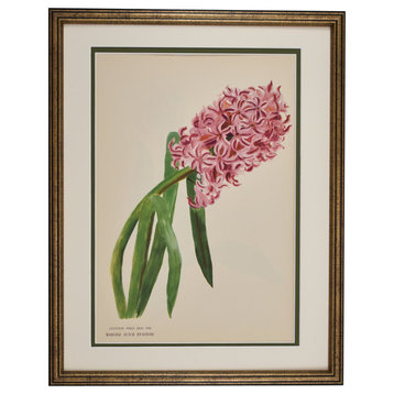 Original Vintage Paris Botanical Flower Framed Print