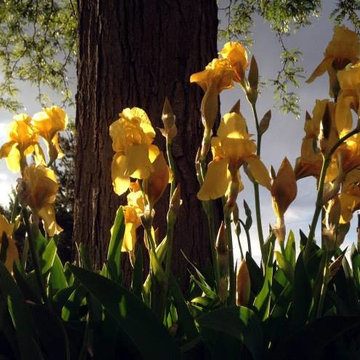 Campbell Residence Landscape Design