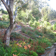 Landscape Ideas