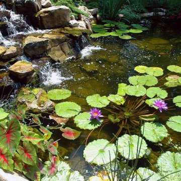 Water Plants in Winter