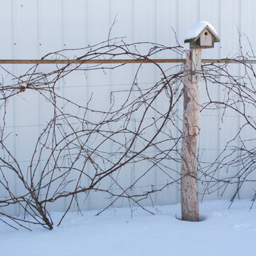 Edible Landscaping
