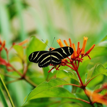 Landscape Design Miami- Deb's Certified Wildlife Habitat