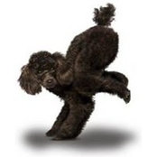 Laurie Westling's photo