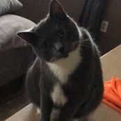 Louis Zosimos billede
