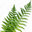 Hickory+Fern Design