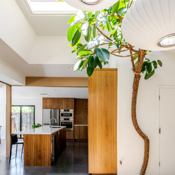 Massive Live Rubber Tree Growing in Entry Atrium