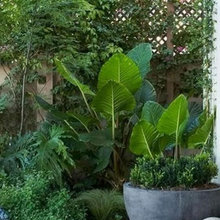 courtyard garden/bathroom plants