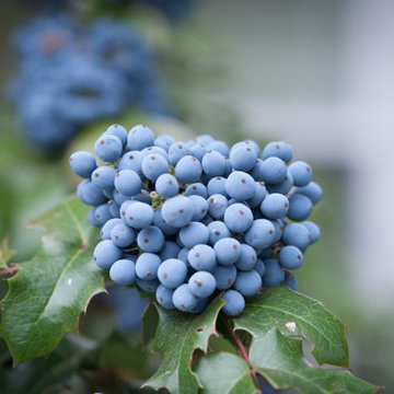Oregon Grape Shrub in Summer