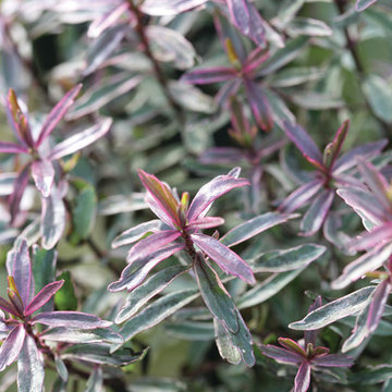 'Magic Summer' Hebe