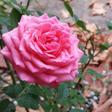 My Roses 2018