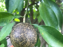 Varför citronfrukt på citronträdet blir brunt