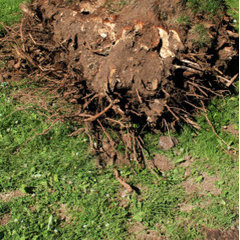 Express Tree Service, LLC