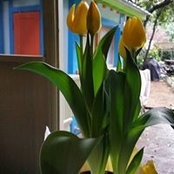 Kate Wells's photo