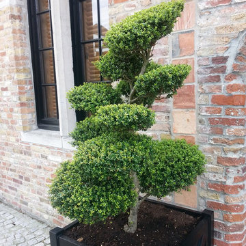 Boxwood Topiary in Container