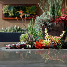 Succulent Ideas