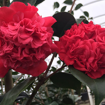Current Featured Plants