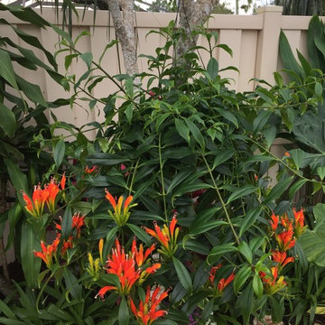 Tropical Landscaping