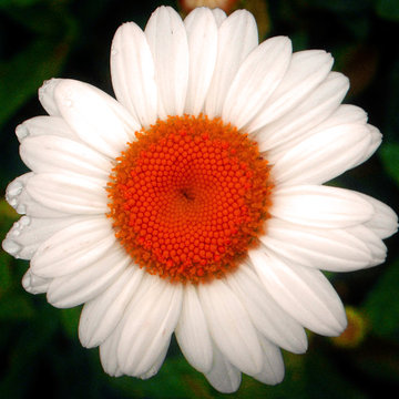 Delightful Dasies