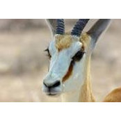 Marlize Botha's photo