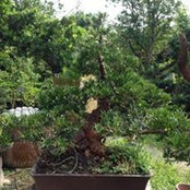 Minh Tân Bonsai's photo