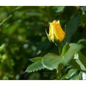 Dory Miller's photo