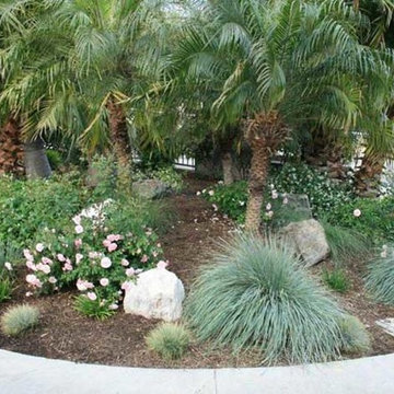 Palm Planting with Drought Tolerant plants