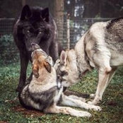 Foto von Peter Ament
